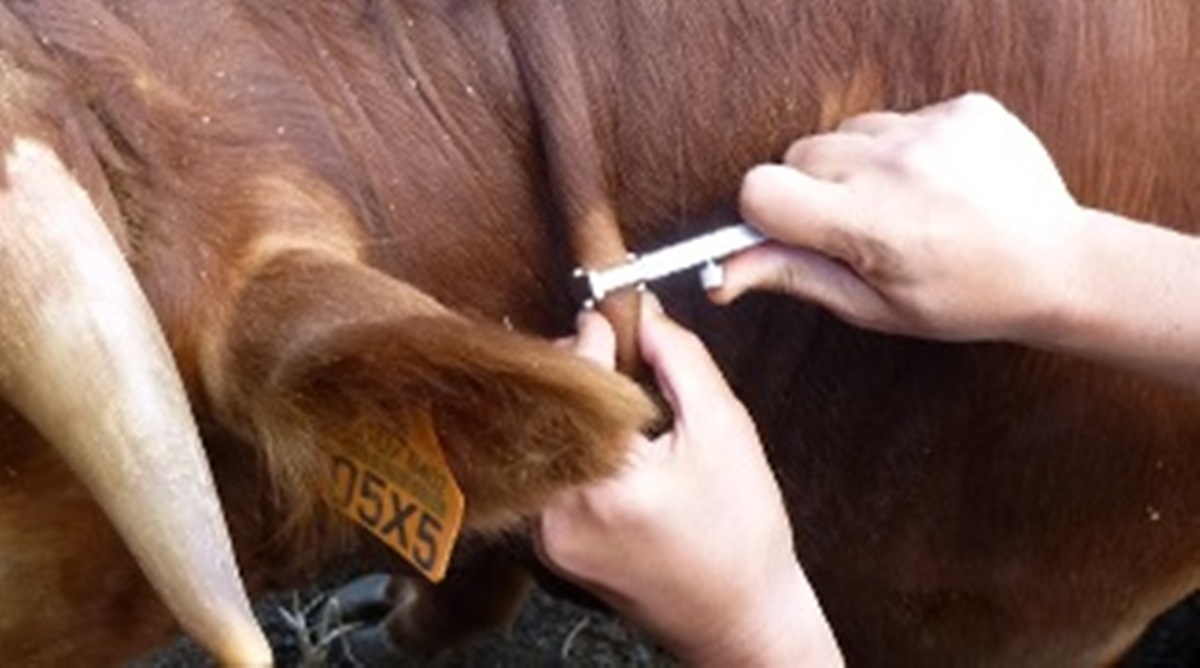 bovine-tuberculosis-diagnosis-market