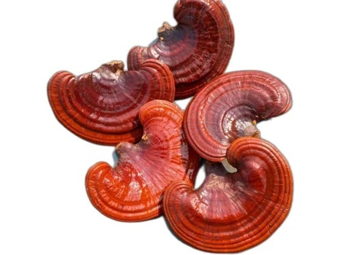 reishi-mushroom-market