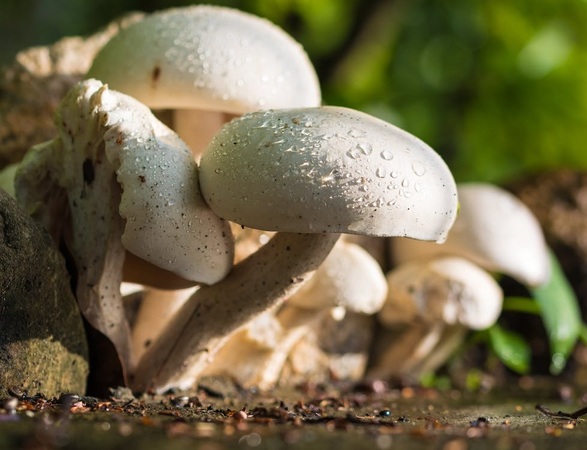 white-mushroom-market